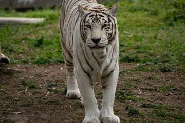 Tigre albino