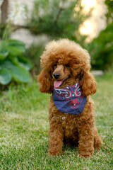 A brown poodle puppy sits in the yard on the grass in the summer in a cowboy hat and scarf. Cowboy poodle costume for Halloween.