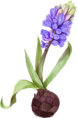 Isolated separate purple watercolor hyacinth flower on a stem with bulb and leaves