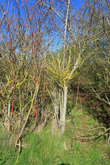 A tangled mess of old bare tree branches
