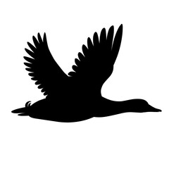 Silhouette of flying duck