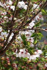 桜の花びら