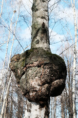 Inonotus obliquus, commonly called chaga mushroom, parasitic on birch tree. Fungus family Hymenochaetaceae. Sterile conk trunk rot of birch. Charcoal-like mass. - obrazy, fototapety, plakaty
