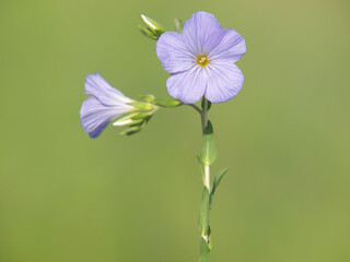 Blue flowers of wild downy flax on a meadow in late spring. Linum hirsutum