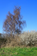 A beautiful Silver Birch under a clear blue sky