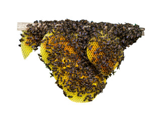honey bee isolated on white background