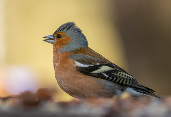 Male chaffinch in beautiful sunny natural background