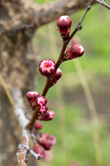 Closed apricot buds. Blurred background.