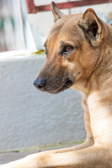 portrait of a dog