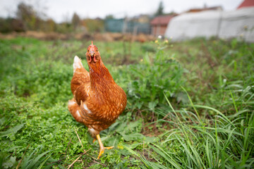 chicken in the garden. people keep chickens in their yards for eggs and because chickens do excellent pest control