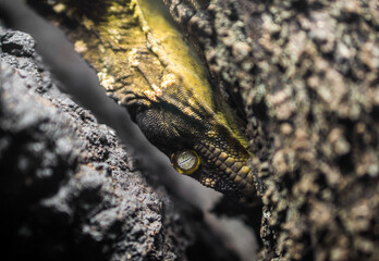 animals in the san antonio zoo