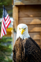 animals in the san antonio zoo