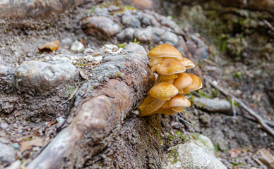 Sulphur Tuft fungus mushrooms growing out of tree roots in a forest. 