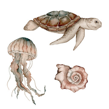 Set of sea animals poster. Blue, greeen, brown watercolor ocean jellyfish, medusa, turtle . Nautical wildlife marine illustration