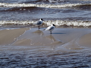 two seagulls on the beach