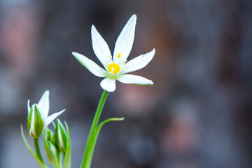 Close up beautiful shot of flower