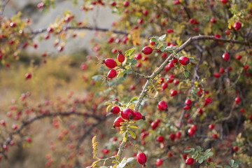 Obraz premium Rosehip fruits on a branch in a soft light. Rosehip bush. Selective focus