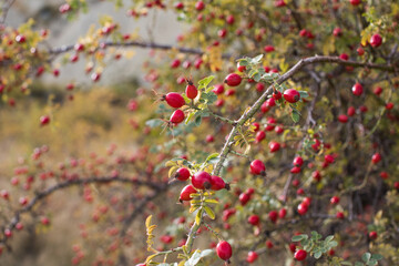 Rosehip fruits on a branch in a soft light. Rosehip bush. Selective focus