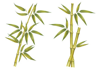 Set of bamboo elements isolated on white