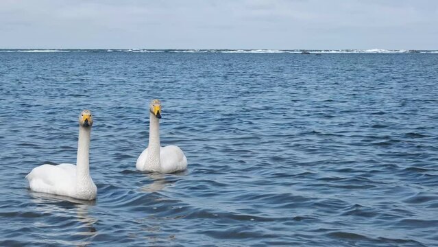 Two whooper swans are swimming in the sea.