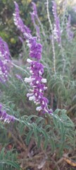 flowers in the garden