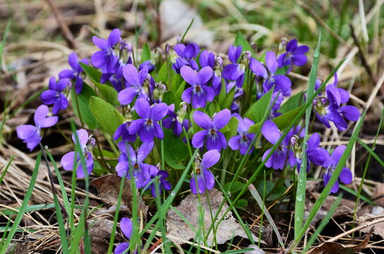 The unpretentious wild violet (Viola odorata) is beautiful when in bloom