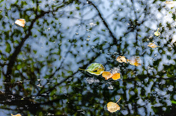 Reflection of trees in a lake with leaves fallen into it. Beautiful detail of nature.
