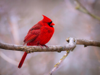 A red male Northern Cardinal perched on a branch.