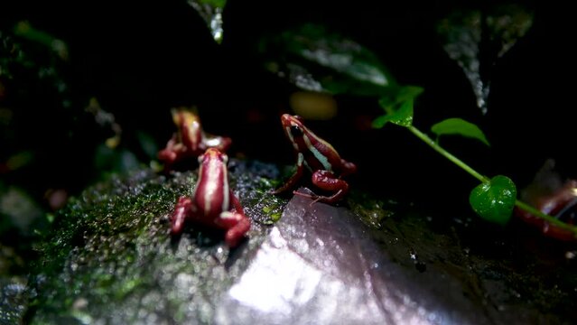 Phantasmal poison frog or phantasmal poison arrow frog Epipedobates tricolor endemic to Ecuador and known from Andean slopes of central Ecuador Province Vancouver Aquarium, BC, Canada