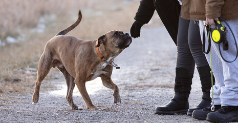 Off-Leash Dog Meets New Friends, Cautiously Curious Canine Sniffs Out Strangers.  Pet Photography. 