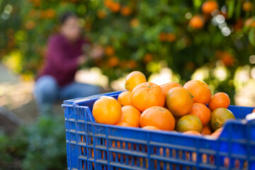 Fresh organic tangerines mandarins in plastic box during harvesting season on sunny day on farm or in garden