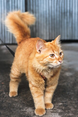 Cute orange tabby cat on a leash.