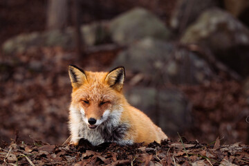 Ezo red fox is sitting on dry leaves in Hokkaido, Japan