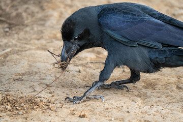 Crow is gathering roots for building nest, in Japan