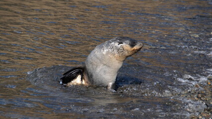 Fototapeta premium Antarctic fur seal (Arctocephalus gazella) on the beach at Stromness, South Georgia Island