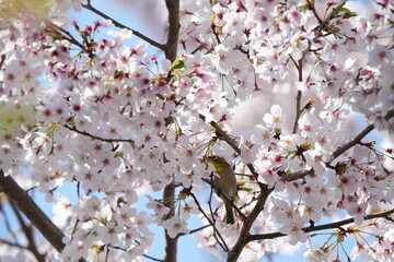 blossom in spring with warbling white-eye in Japan