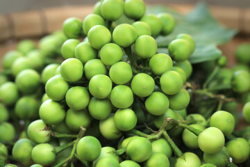 Solanum torvum in a basket on a blurred background.