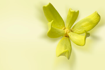 Artabotrys siamensis flower on white background with clipping path.