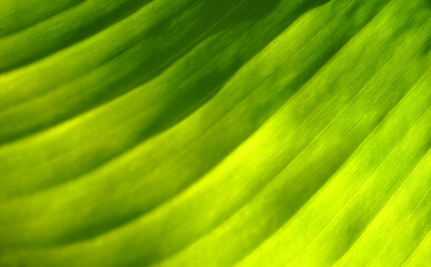 Green abstract background of natural tropical leaf close up. Summer travel, ecology, nature conservation concept for design and interior decoration.
Selective focus.    