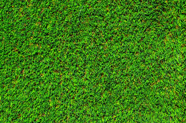 Fototapeta premium Green grass of a golf course as a natural texture background for design.Top view.Selective focus.