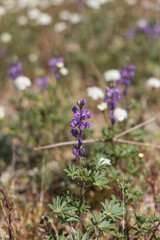 Purple Lupines and white wildflowers in the desert