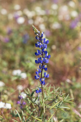 Lupine wildflowers in the desert