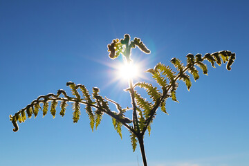 Fern plants in front of bright sunlight