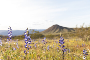 Wildflowers and mountains in the desert 