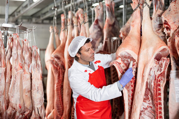 Focused skilled butcher shop worker checking raw meat in cold storage room, measuring temperature...