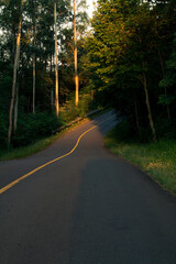 road in the woods