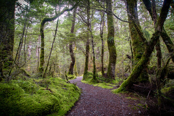 Fototapeta premium Path on the forest