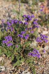 Obraz premium Phacelia Crenulata, purple wildflowers in the desert