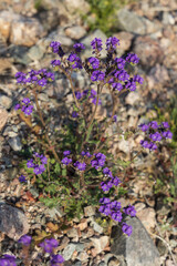 Obraz premium Phacelia Crenulata, purple wildflowers in the desert 