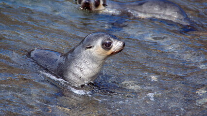 Antarctic fur seal (Arctocephalus gazella) pup in shallow water at Stromness, South Georgia Island